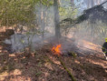 08_Požár, lesní porost - 26.6.2026 - Zborovy
