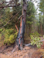 /album/fotogalerie-23-pozar-lesni-porost-17-8-2026-zdeborice/773881912-1520941463406903-6236654437081243003-n-jpg/